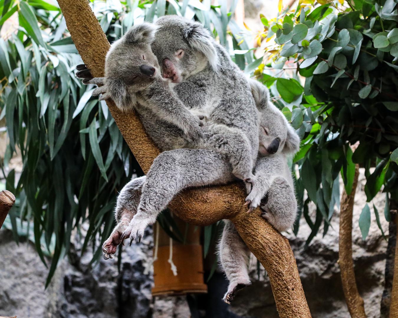 Queensland koalas in a cuddle pile on branch Image: RHIORDAN LANGAN-FORTUNE 2023